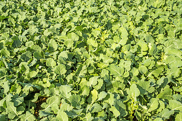 Image showing Oil radish, green manure