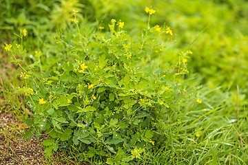 Image showing Celandine, Chelidonium majus, medicinal herb