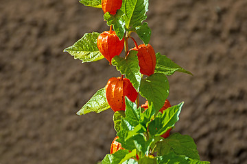 Image showing Physalis alkekengi, bladder cherry