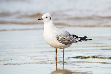 Image showing Black-headed gull on a beach of the Baltic Sea