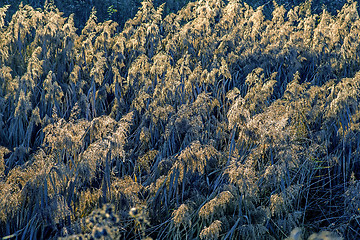 Image showing reed in backlight