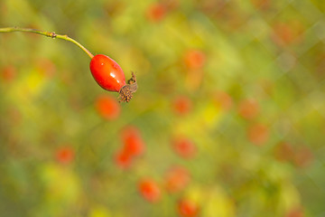 Image showing rose hips