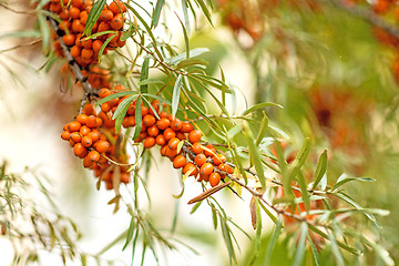 Image showing common sea-buckthorn fruits