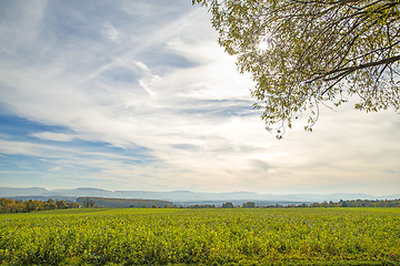 Image showing Bees pasture