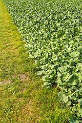 Image showing Oil radish, green manure