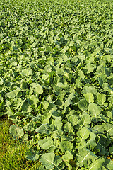 Image showing Oil radish, green manure