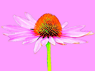 Image showing coneflower, Echinacea purpurea