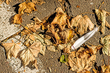 Image showing autumnal painted leaves with feather