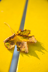 Image showing autumnal painted leaf on bench