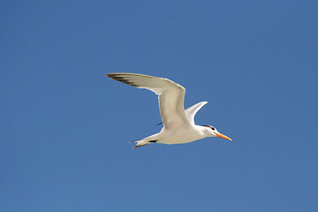 Image showing Flying gull