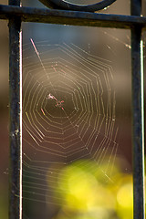 Image showing Spider web at a fence