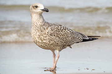 Image showing Herring gull on a beach of the Baltic Sea