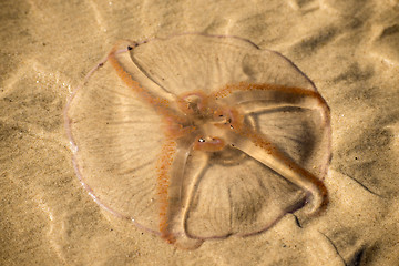 Image showing Moon jelly on a beach of the Baltic Sea