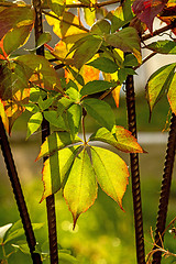 Image showing wild vines leaves at an old fence