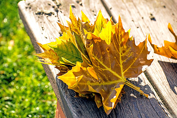 Image showing leaf on a park bench
