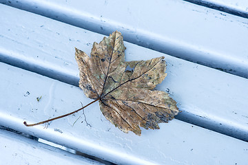 Image showing autumnal painted leaf on a park bench