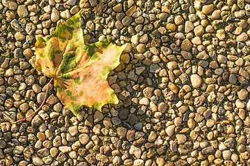 Image showing autumnal painted leaf in evening sun 