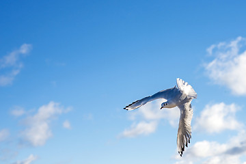 Image showing Black-headed gull flying