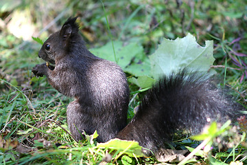 Image showing Black Squirrel