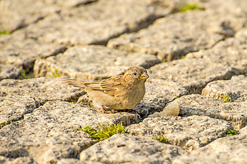 Image showing Eurasian tree sparrow 