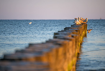 Image showing gulls on groynes in the Baltic Sea during sunrise