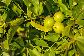 Image showing walnut on tree