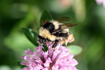 Image showing Bumblebee on red clover