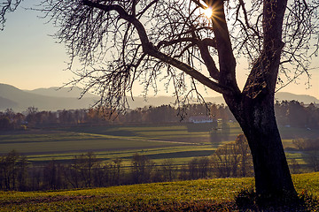 Image showing tree in backlight