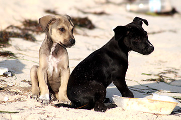 Image showing Puppy dog