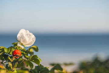 Image showing Beach rose flower at the Baltic Sea