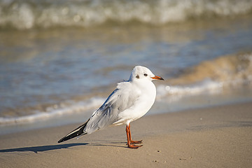 Image showing Black-headed gull on a beach of the Baltic Sea