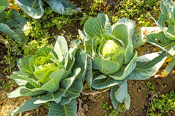 Image showing cultivation of  kale