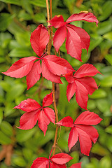 Image showing autumnal painted leaves