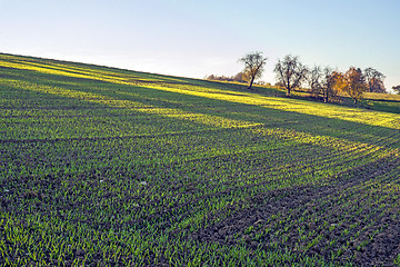 Image showing winter wheat in soft evening light