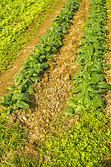 Image showing cultivation of spinach