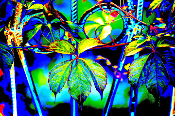 Image showing wild vines leaves at an old fence