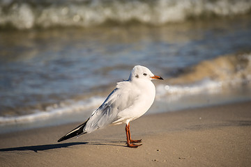 Image showing Black-headed gull on a beach of the Baltic Sea