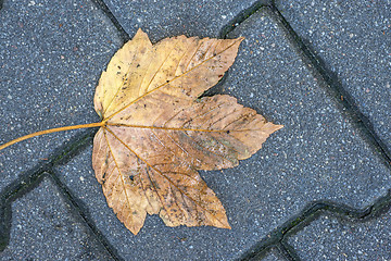 Image showing autumnal painted leaf on a street