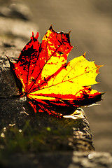 Image showing autumnal painted leaf in back light