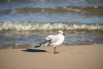 Image showing Black-headed gull on a beach of the Baltic Sea