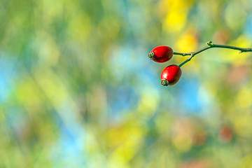 Image showing rose hips