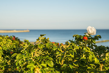 Image showing Beach rose flower at the Baltic Sea