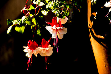 Image showing Fuchsia flowers