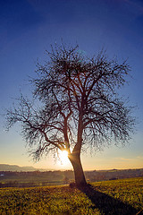 Image showing tree in backlight