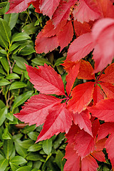 Image showing autumnal painted leaves