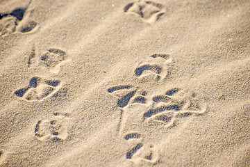 Image showing gull tracks in sand