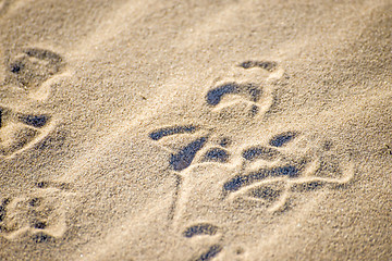 Image showing gull tracks in sand