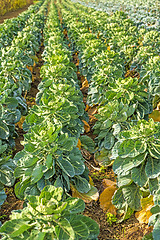 Image showing cultivation of Brussel sprouts