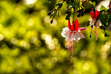 Image showing Fuchsia flowers