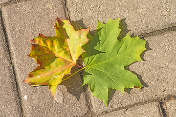 Image showing autumnal painted leaves on a street 
